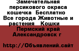 Замечательная персикового окраса кошечка. Бесплатно - Все города Животные и растения » Кошки   . Пермский край,Александровск г.